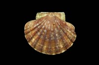 藏品(白碟海扇蛤)的圖片